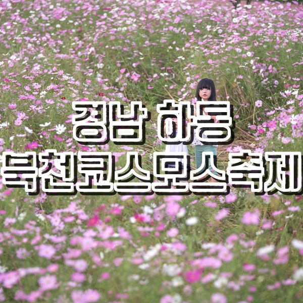  [경남 하동 여행] 북천 코스모스 메밀꽃 축제 2019