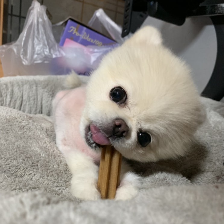  강아지치석제거 효과에 좋은 견사돌 생크림도 먹었어요~