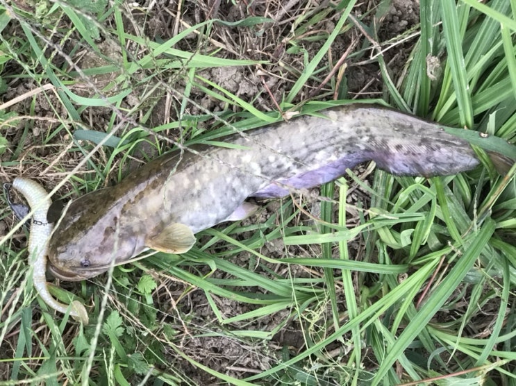  배스낚시 - 강화도 쪽실수로 탐사