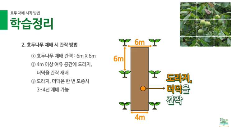  [청정임산물재배교실] 호두 재배 시작방법