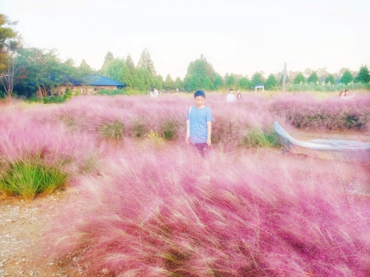태안 청산 수목원-가을이 온 청산 수목원의 핑크 뮬리
