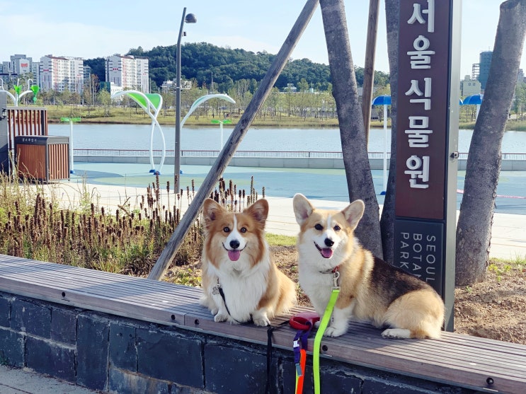  웰시코기 장군곰 서울식물원 마곡 옥토버페스트