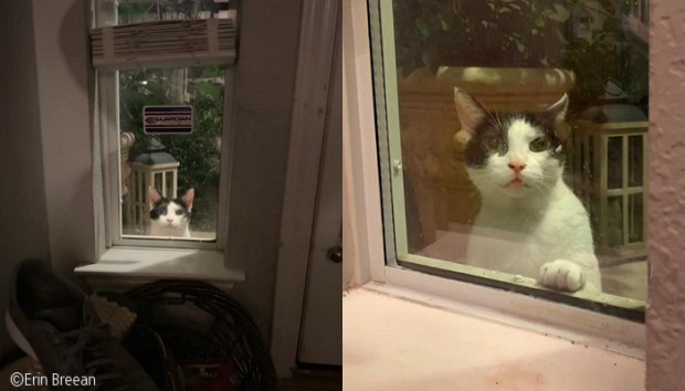 "저희 냥이 아닌데요"..창밖서 애절하게 쳐다보는 고양이의 정체