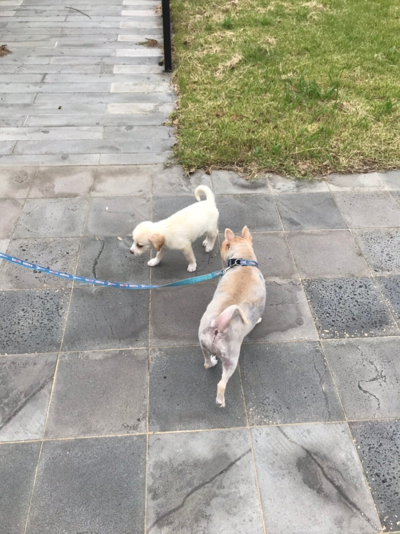 #구조요청 , #입양홍보 , 너무 예쁜 진도아기, 작은 체구로 보호소에서 버티고 있습니다., 아이의 새로운 가족이 되어주세요.,  ☎️입양문의: 063-855-1214, #Repost @ssailbud78 with @use.repost, ・・・, #3개월진도아기,  #익산시보호소, #입양임보해주세요., #adopme, image size:800x1067