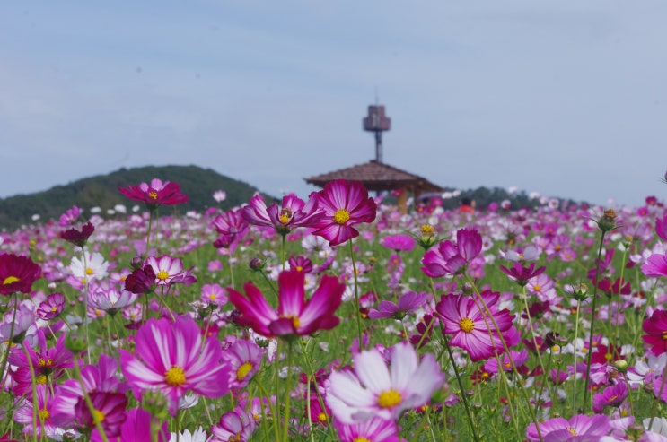  인천 가볼만한곳: 인천드림파크 (가을나들이 행사)