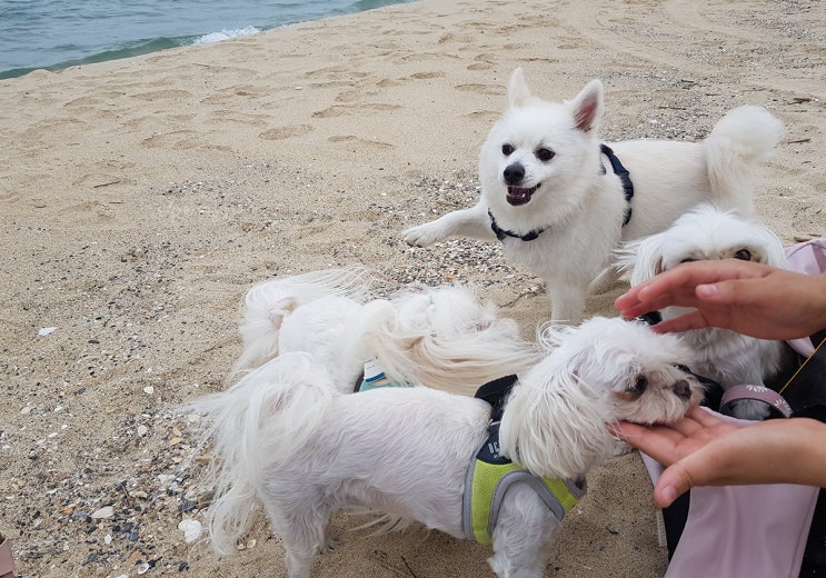 강릉 반려견동반여행 with별이네 강릉 반려견동반여행 with별이네