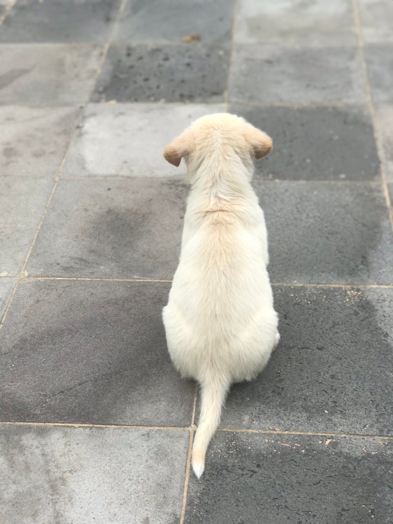 부산 강아지 카페 Ppp | TikTok, image size:800x1066