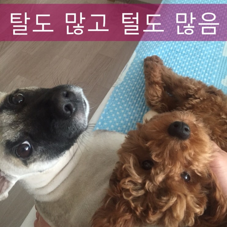 푸들 진도믹스 3 수컷의 (우)대환장파티