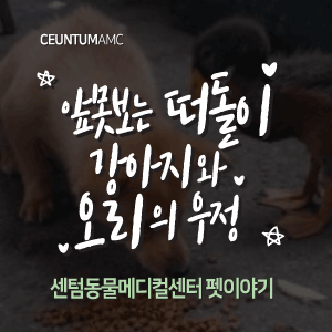 [동물뉴스]앞못보는 떠돌이 강아지와 오리의 우정(부산분과전문동물병원, 365일연중무휴)
