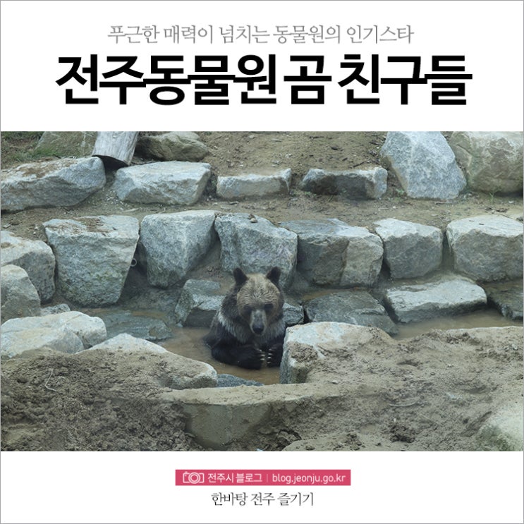 푸근한 매력이 넘치는 전주 동물원 곰 친구들 알아보기!