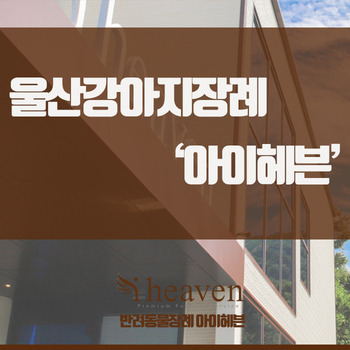  울산강아지장례 무지개다리 건너는 아이를 위한 마지막 인사