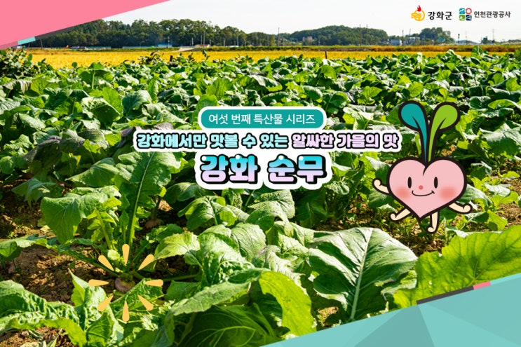  [강화특산물] :: 알싸하면서 시원하고도 달달한 아삭함이 무슨 맛이야? 강화 순무의 가을맛