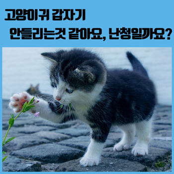  고양이귀 갑자기 안 들리는 것 같아요, 왜 그런 걸까요?