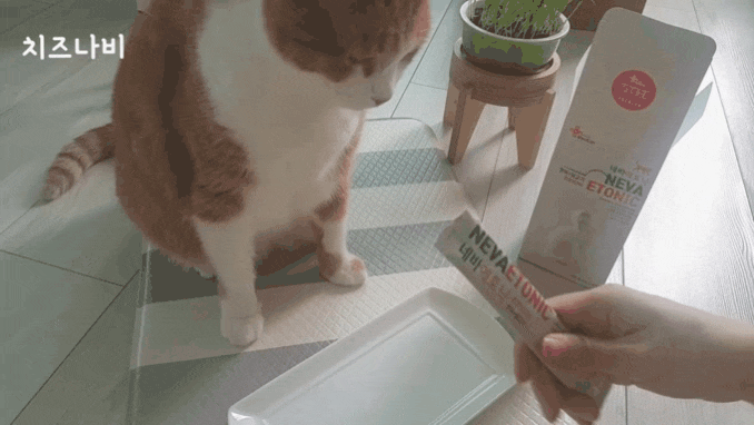 고양이츄르영양제 마이펫닥터 네바에토닉 급여해봄