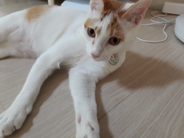  고양이 인식표 / 고양이 이름표 목걸이 / 고양이 꽃망울(구 무스부) 인식표 / 고양이 인식표 목걸이로 꽃망울 인식표 추천해요 / 내맘대로 리뷰
