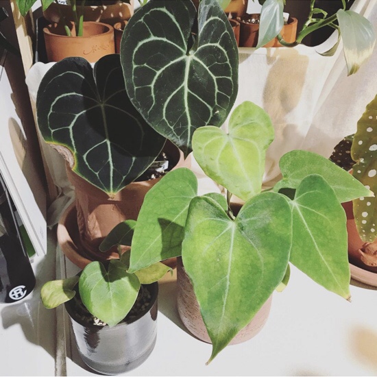  식물) 안스리움 클라리네비움 or 클라리너비움 (Anthurium clarinervium)
