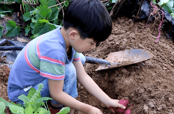  삼시세끼:김포 고구마캐기 농촌체험 학습 서울근교