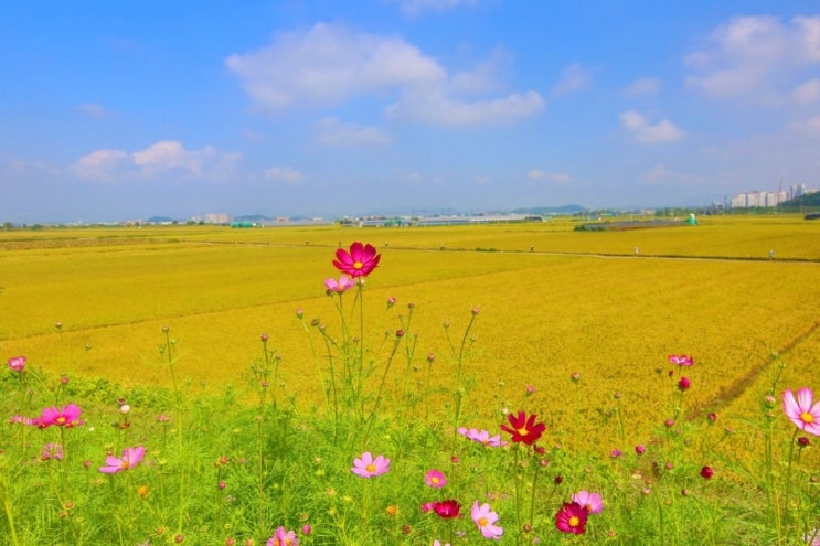  이혼소송 재산분활 시 특유재산 및 채권추심 (새한신용정보) 무료법률상담