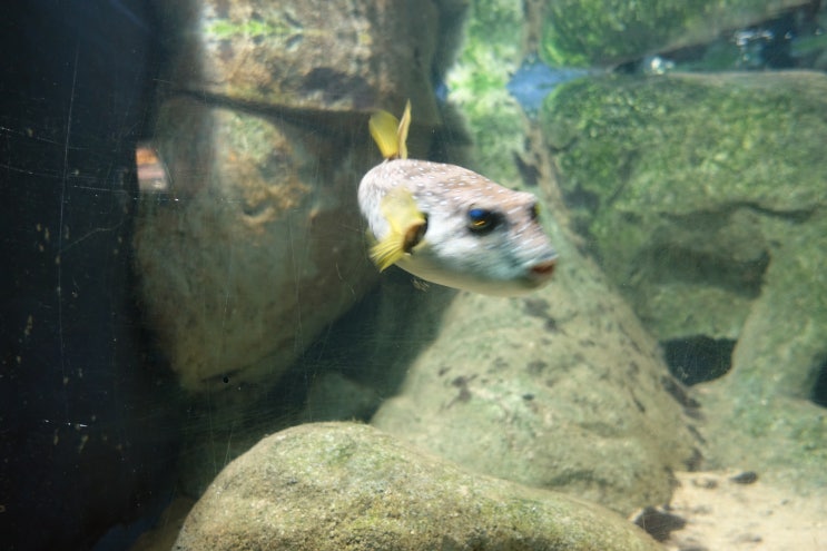  브라질 산토스 여행, 산토스 아쿠아리움 Aquarium Santos
