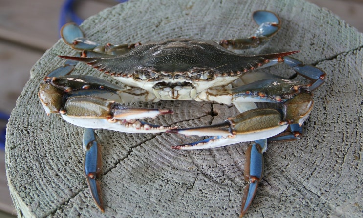  게(crab) 효능, 효과, 영양, 건강 - 타우린으로 콜레스테롤 저하 - 칼로리가 낮아 비만 예방에 도움