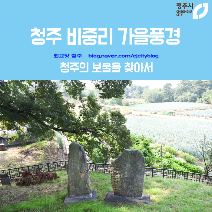  청주 비중리 가을풍경 - 청주의 보물을 찾아서