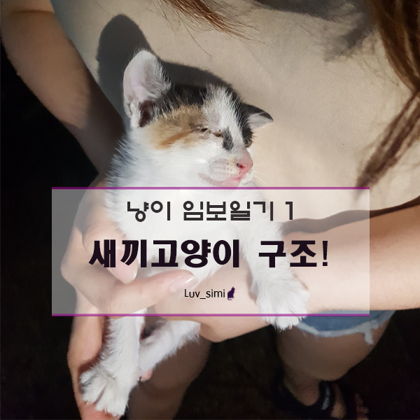 냥이 임보일기1 - 새끼고양이를 구조하다!