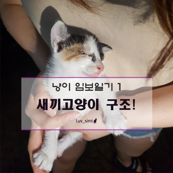  냥이 임보일기1 - 새끼고양이를 구조하다!