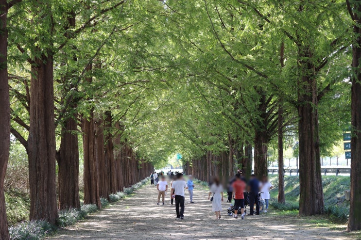  담양여행, 담양가볼만한곳 '메타프로방스'와 '메타세콰이어길'(죽순빵)