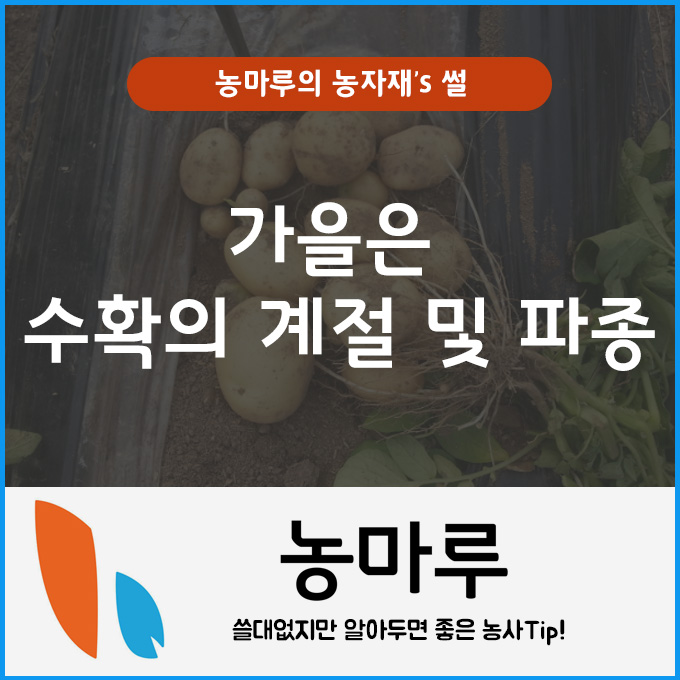  [콩, 감자, 수수·조, 고구마] 가을은 수확의 계절 및 파종