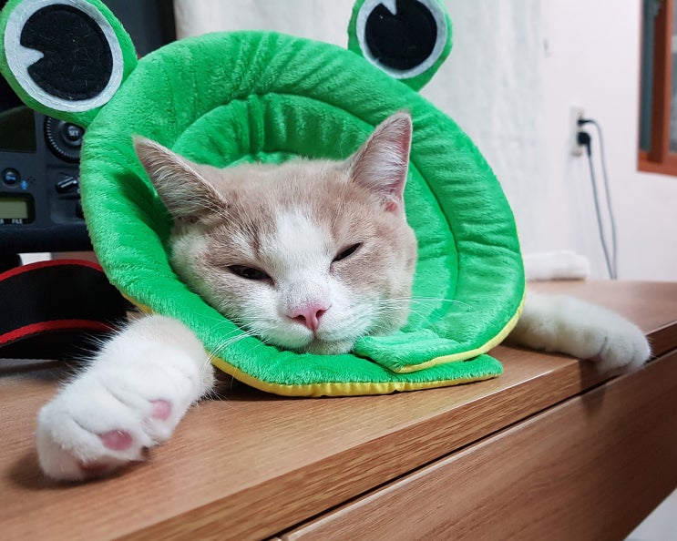  6개월 수컷 고양이 보리 중성화 수술 했어요