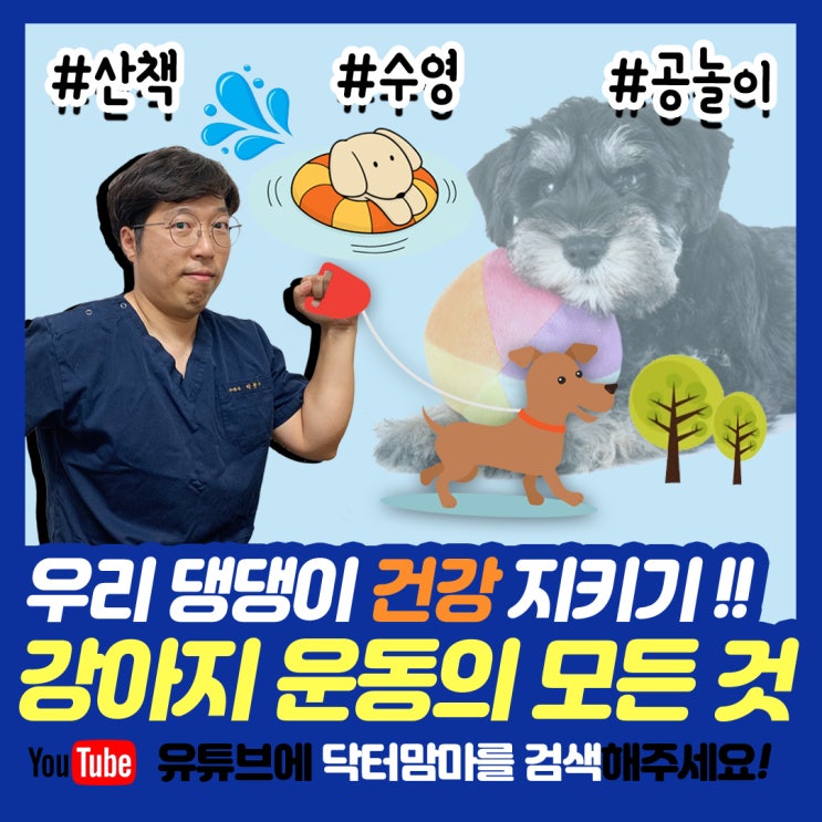  강아지산책? 강아지수영? 노령견 운동법 모든 것을 알려드립니다!