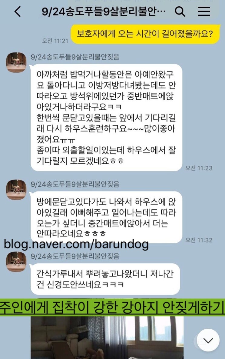 (인천 송도 강아지훈련) 주인에게 집착이 강한 강아지 / 강아지 안짖게하는 훈련방법