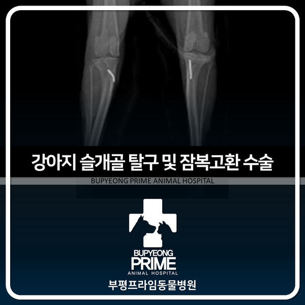  강아지 슬개골 탈구 및 잠복고환 수술 I 부평프라임동물병원 [인천 부천 부평동물병원 I 강아지 슬개골 탈구 증상 강아지가 깽깽이 걸음을해요 다리파행 낙상 미끄러짐]