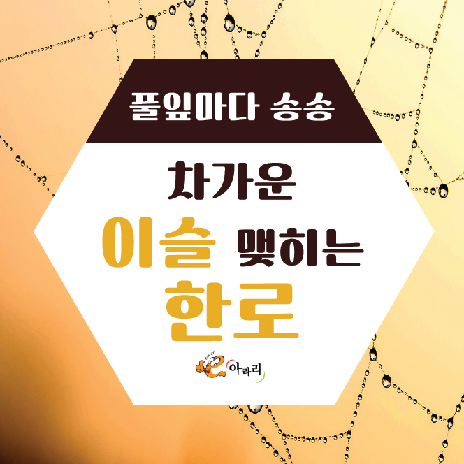  차가운 이슬이 맺히는 한로! 한로 뜻과 의의 알아보기