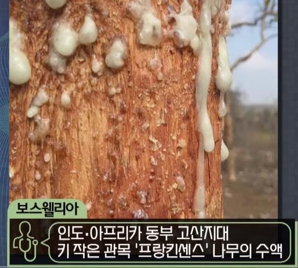  보스웰리아 효능과 부작용