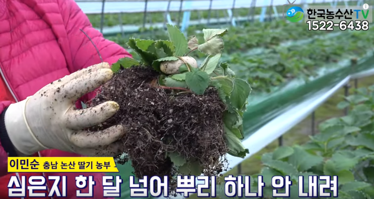  딸기농사 노하우를 알려드립니다.!!