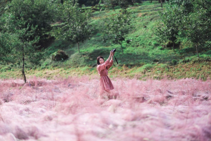 천안 가을 가볼만한곳: 핑크뮬리가 만발한 카페이숲