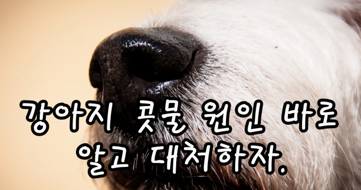  강아지 콧물 원인 바로 알고 대처하자.