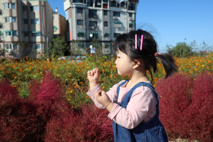 20개월아기 아기랑가볼만한곳 계양꽃마루 코스모스공원