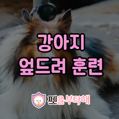  강아지 엎드려 훈련 하루만에 터득하기