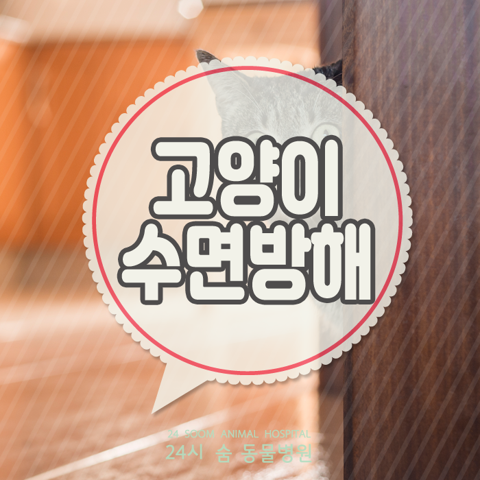  고양이가 수면을 방해해요. 고양이 수면방해, 고양이가 잠을 깨워요