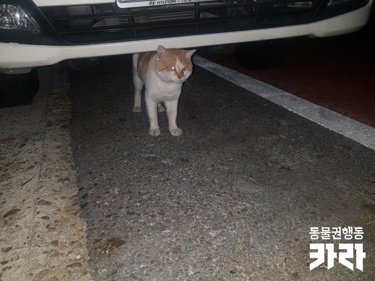 [시민구조치료지원]거리에서 쓰러져 걷지 못한채로 구조된 길고양이 '카레'