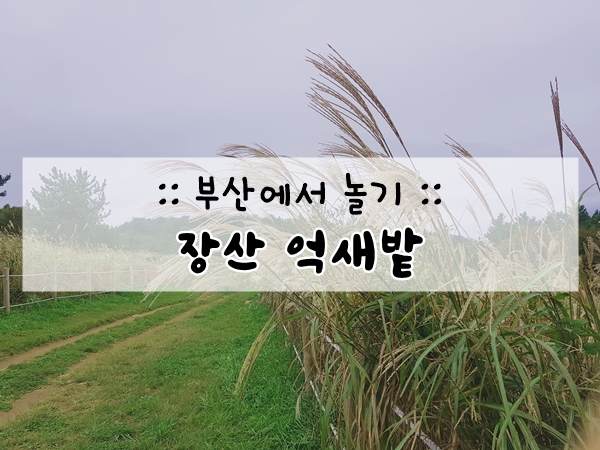 부산에서 놀기  :: 장산 억새밭 / 부산 가을 명소 (feat. 등산 2시간)