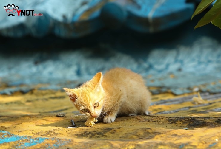  길고양이/철거촌고양이/다큐멘터리/다큐사진/재개발지역/철거촌/애견스튜디오/애묘스튜디오/애견사진관/펫스튜디오/반려동물스튜디오 
