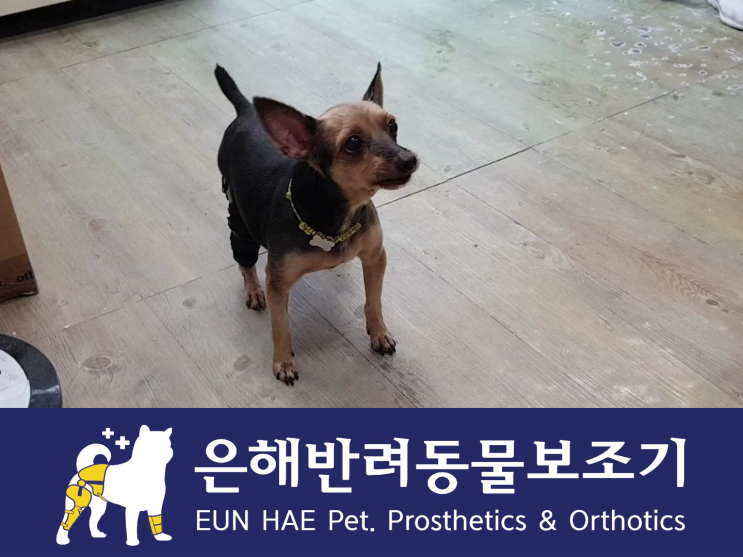  강아지보조기 전문 은해반려동물보조기의 11살 벤지의 만남! 슬개골탈구 및 십자인대손상으로 무릎보조기 맞춤 제작 후기