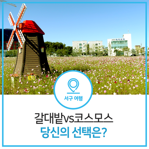  가을이 흩날리는 인천 서구의 숨겨진 코스모스 명소와 갈대밭 명소 소개!
