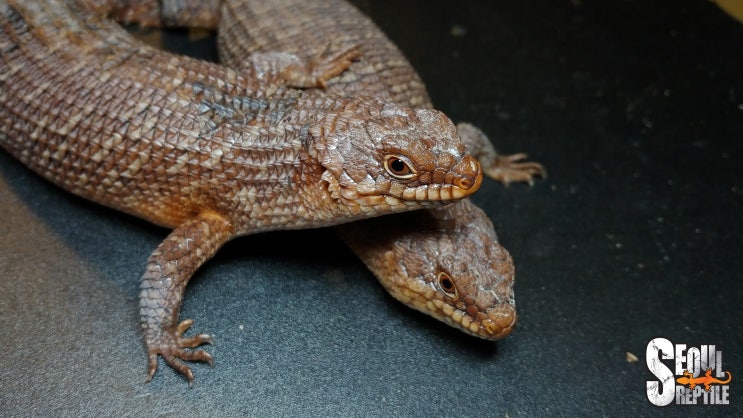  [호주 파충류/도마뱀] 깃지 스킨크(Egernia stokesii) 사육 정보, 사육 방법, 사육 환경, 번식 정보 #깃지스파니테일스킨크 #Gidgeeskink
