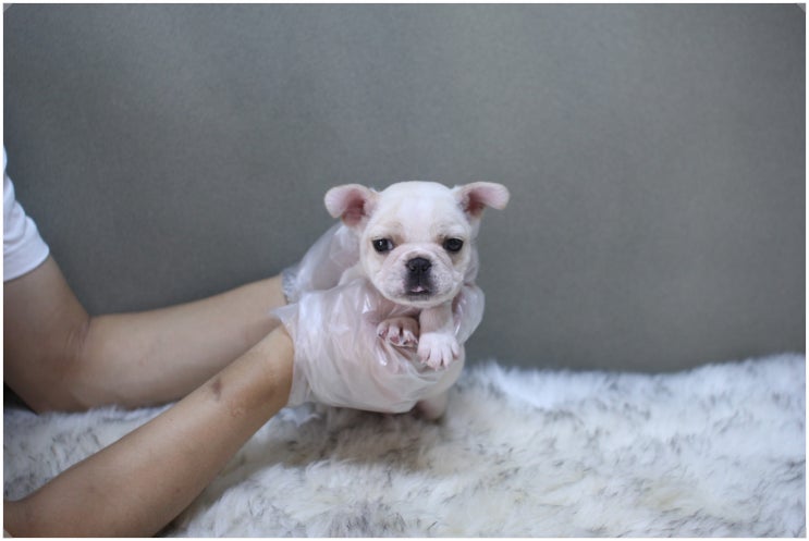 창원강아지분양 잘 맞는 짝꿍이에요.