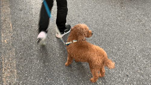  췌장염걸린 강아지 복실이 일상
