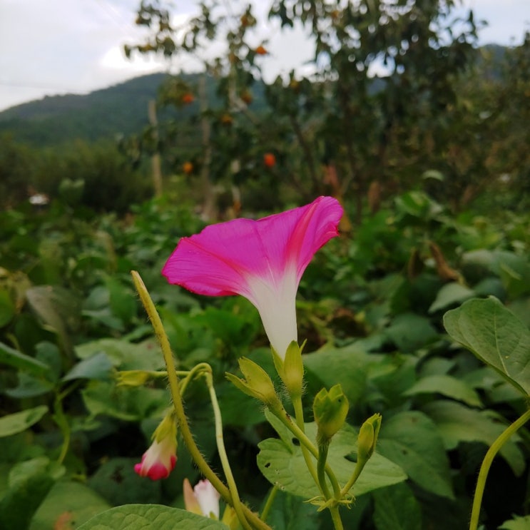  나팔꽃, 나팔꽃 전설, 여름 가을꽃은 아름다워,,,